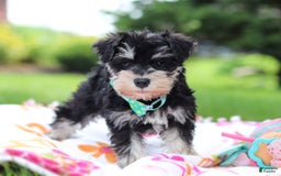 Miniature Schnauzer dogs for sale: Denver - Image 9