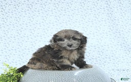 Mini Goldendoodle dogs for sale: Kai - Image 11
