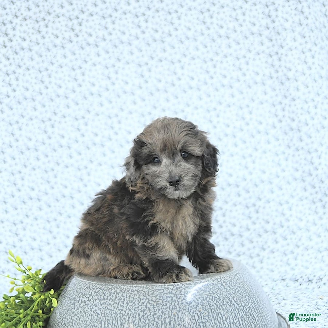 Mini Goldendoodle dogs for sale: Kai - Image 11