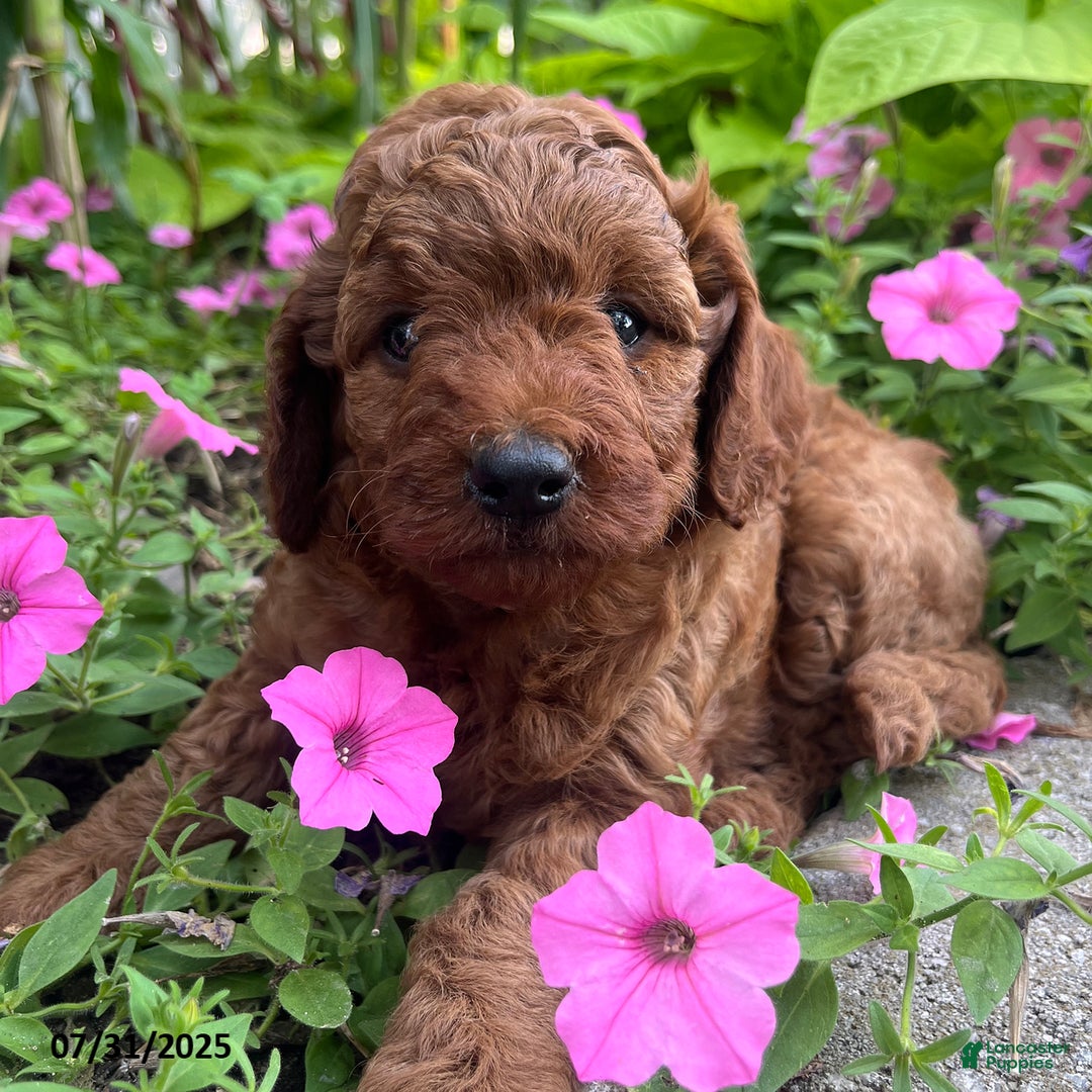 Mini Goldendoodle dogs for sale: Zandra - Image 1