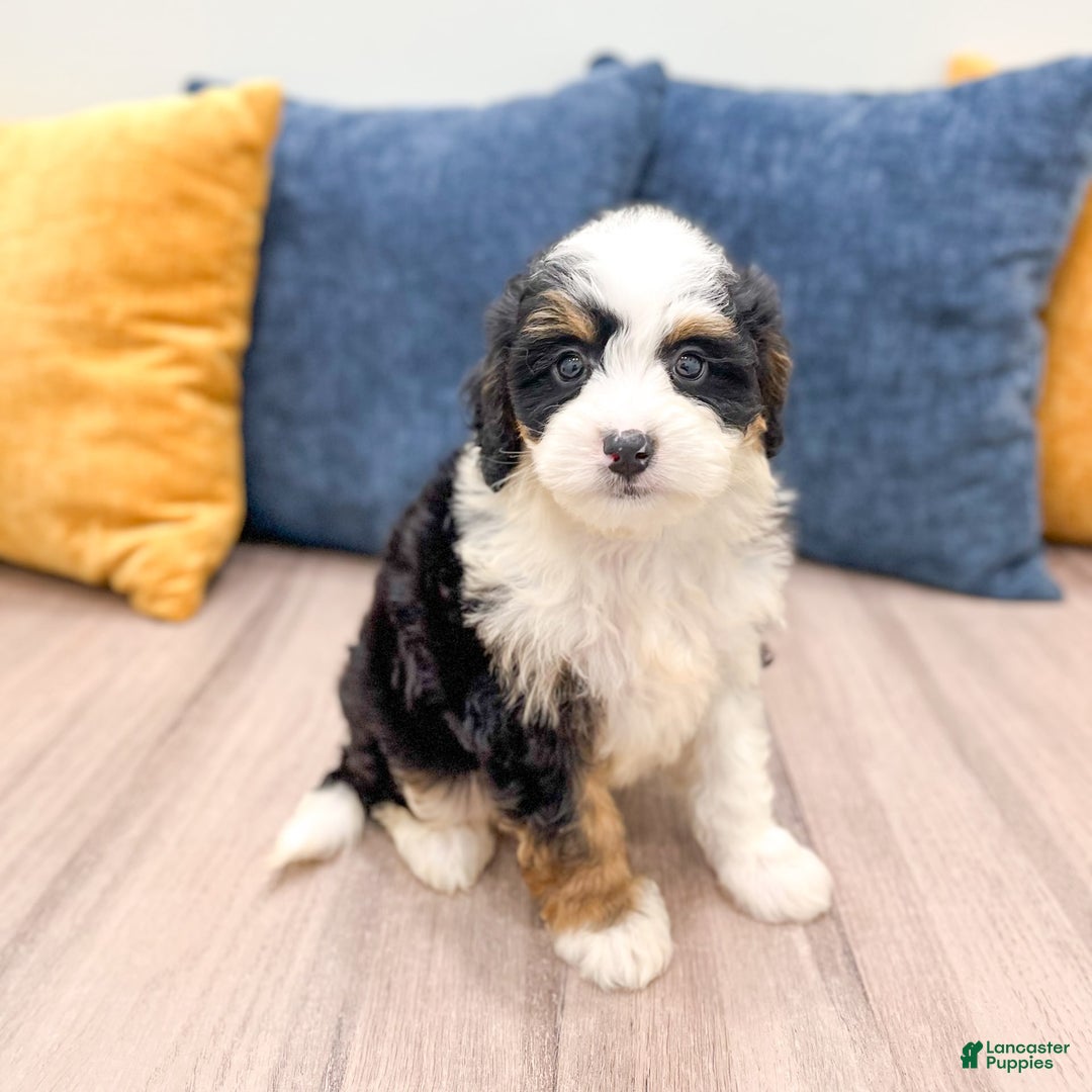 Mini Bernedoodle dogs for sale: Mabel - Image 3