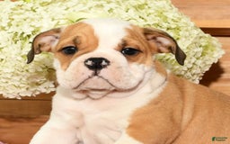Beabull dogs for sale: Chief - Image 1