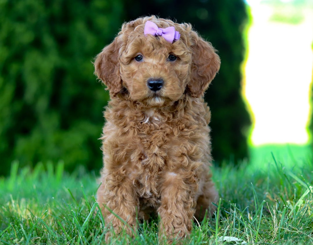 Goldendoodle dogs for sale: Sugar - Image 6