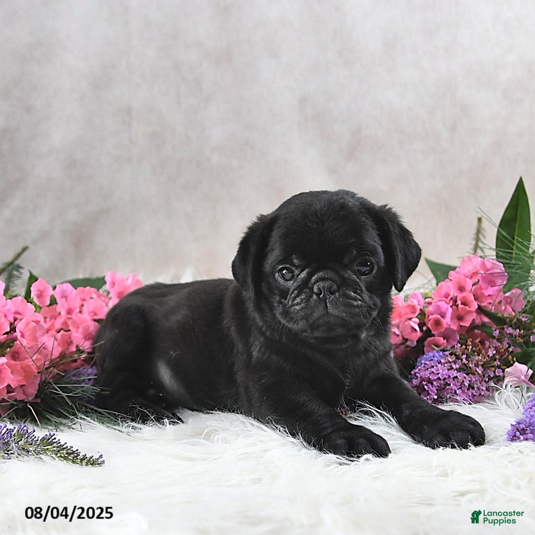 Pug dogs for sale: Sawyer - Image 1