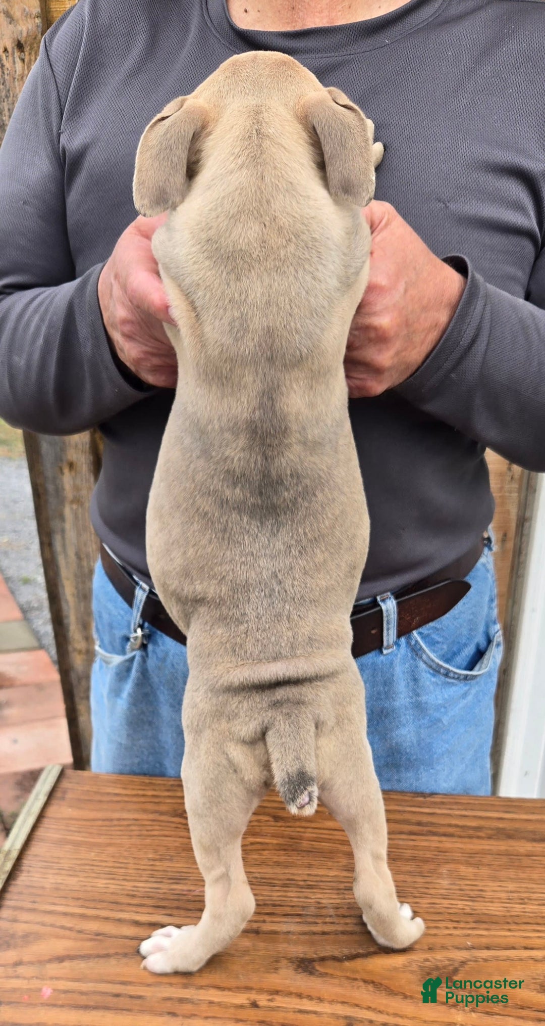 Staffordshire Bull Terrier dogs for sale: Hawks Penelope - Image 3