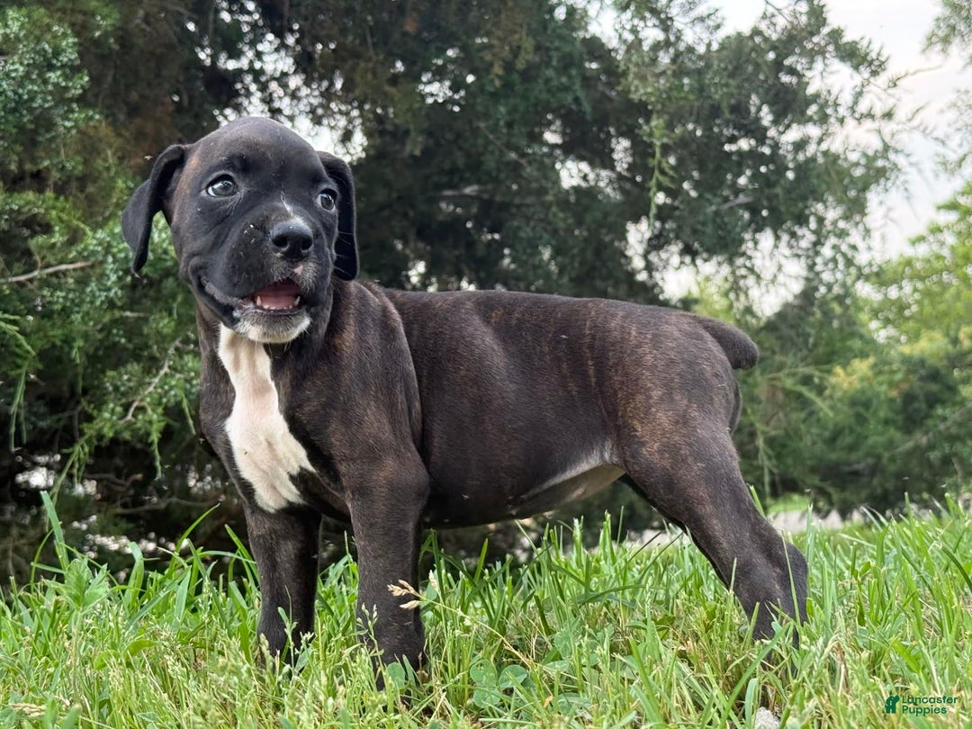 Boxer dogs for sale: Jalissa - Image 4