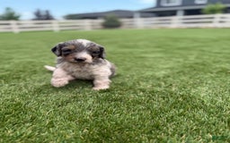 Bernedoodle dogs for sale: 2 - Image 7