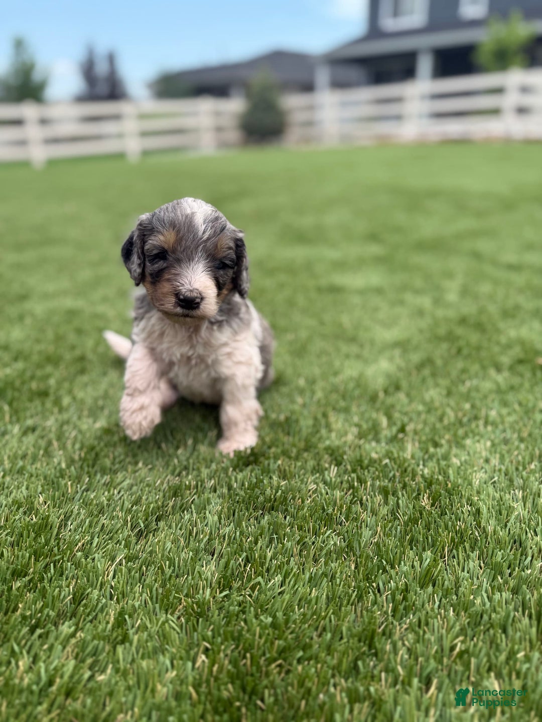 Bernedoodle dogs for sale: 2 - Image 7