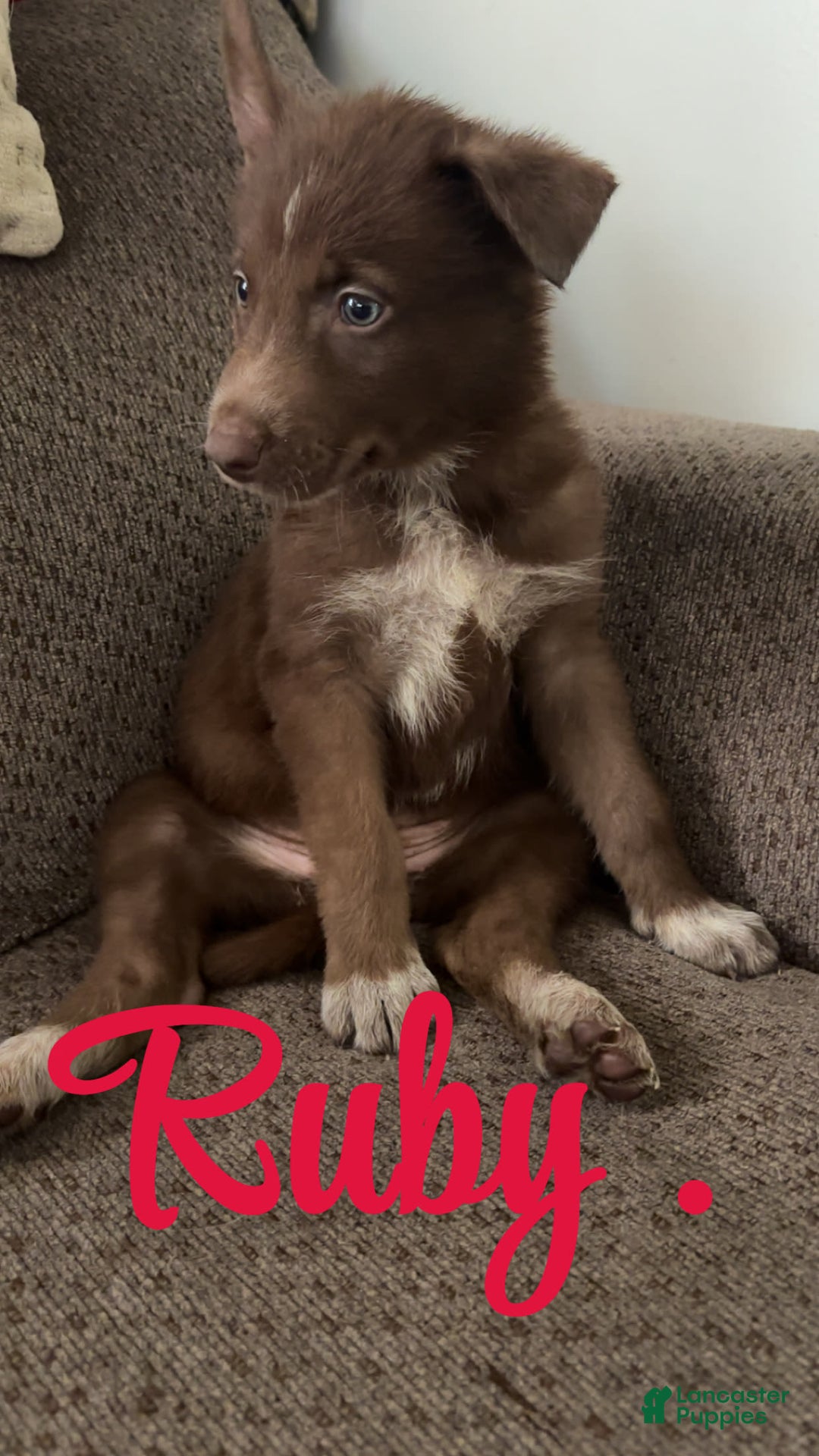 Gerberian Shepsky dogs for sale: Ruby - Image 1