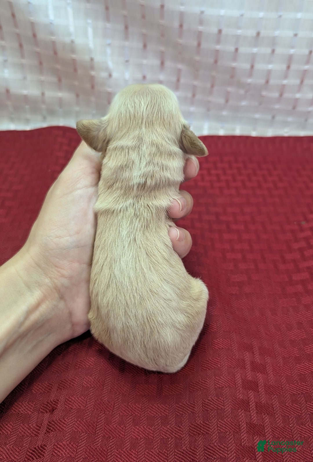Cockapoo dogs for sale: Magnus - Image 7