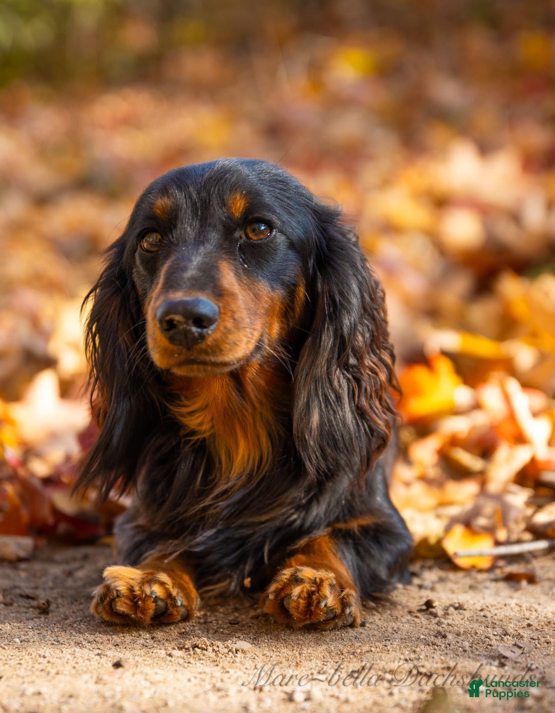 Miniature Dachshund dogs for sale: Davy - Image 4