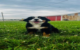 Bernese Mountain Dog dogs for sale: Joker - Image 5