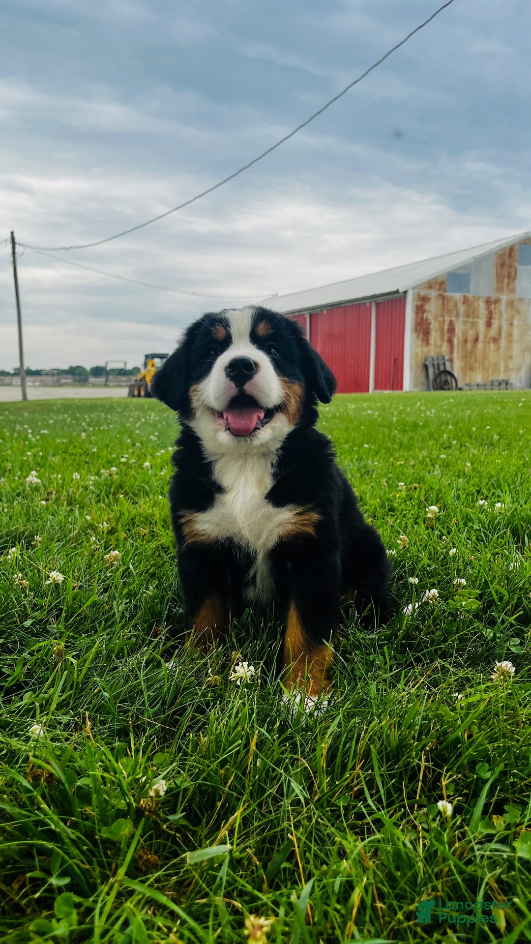Bernese Mountain Dog dogs for sale: Joker - Image 5