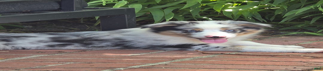 Flynn