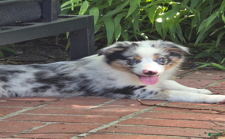 Australian Shepherd dogs for sale - Ad 5