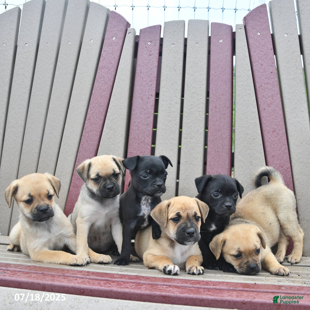 Pug dogs for sale: Patches - Image 5