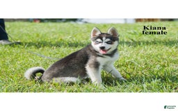 Alaskan Klee Kai dogs for sale: Kiana - Image 4