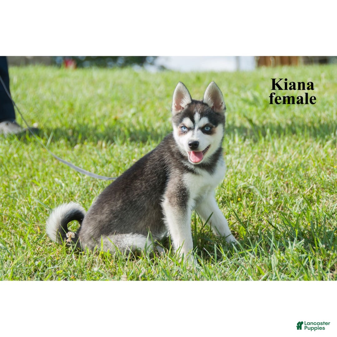 Alaskan Klee Kai dogs for sale: Kiana - Image 4
