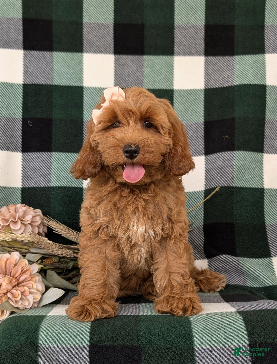 Cockapoo dogs for sale: Egypt - Image 9