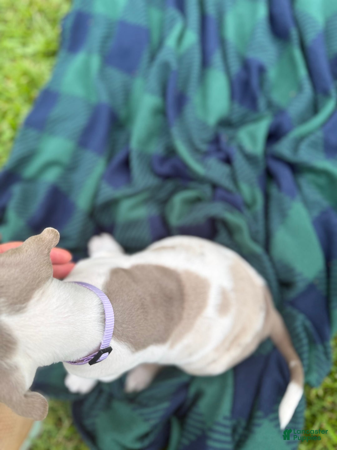 Catahoula Leopard Dog dogs for sale: Lavender - Image 3
