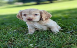 Cocker Spaniel dogs for sale: Riley - Image 10