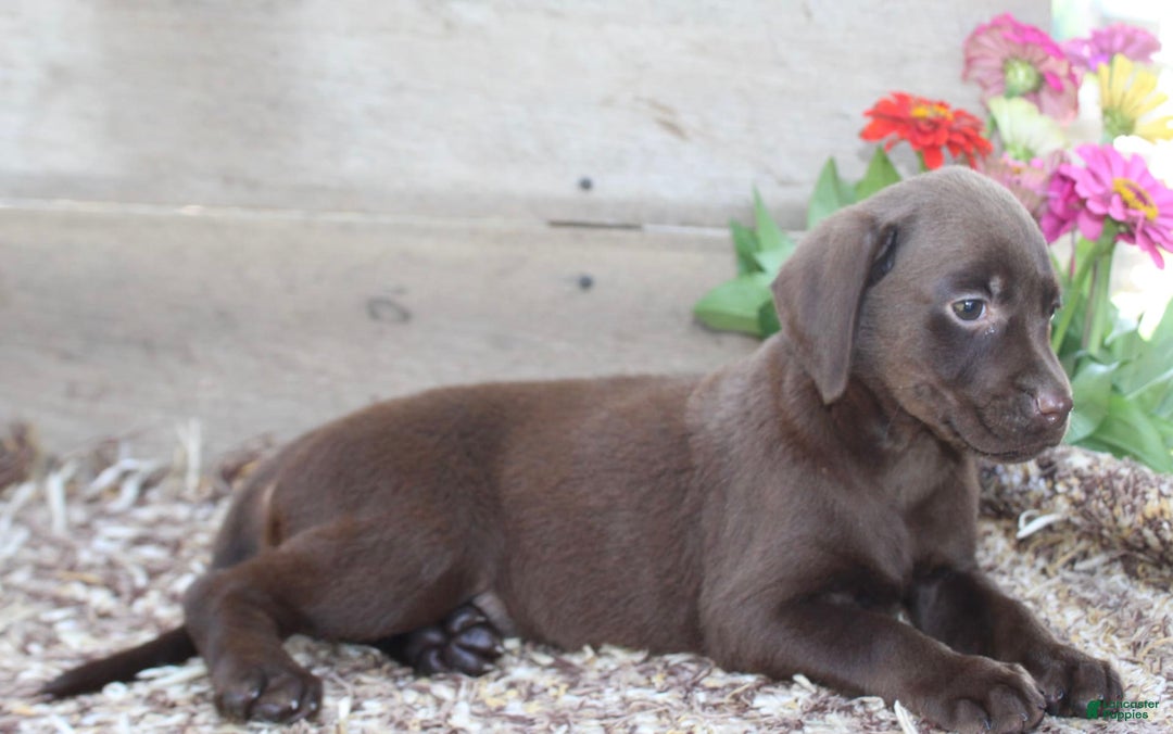 Labrador Retriever dogs for sale: Marlo - Image 4