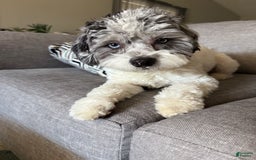 Cockapoo dogs for sale: Sage - Image 12