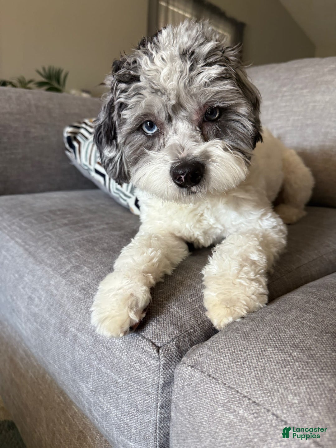 Cockapoo dogs for sale: Sage - Image 12