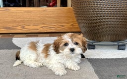 Havanese dogs for sale: Sandra - Image 5