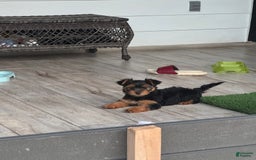 Yorkshire Terrier dogs for sale: Female / Yellow Collar - Image 3
