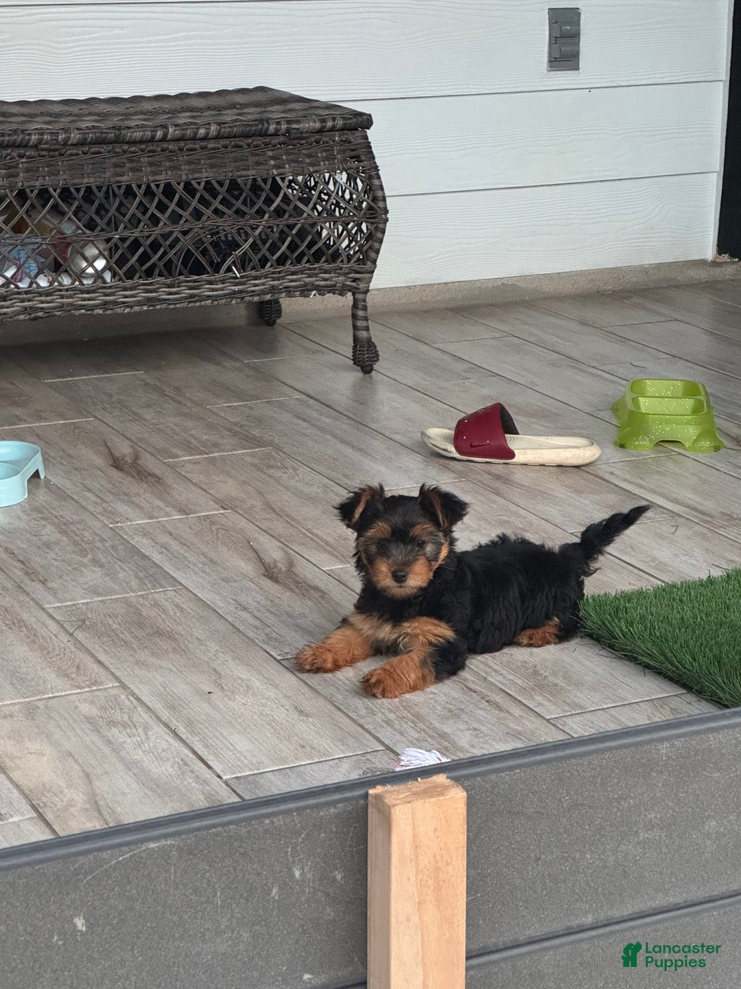 Yorkshire Terrier dogs for sale: Female / Yellow Collar - Image 3