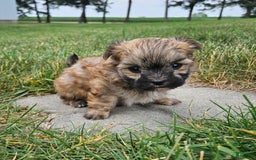 Morkie dogs for sale: Ollie - Image 2