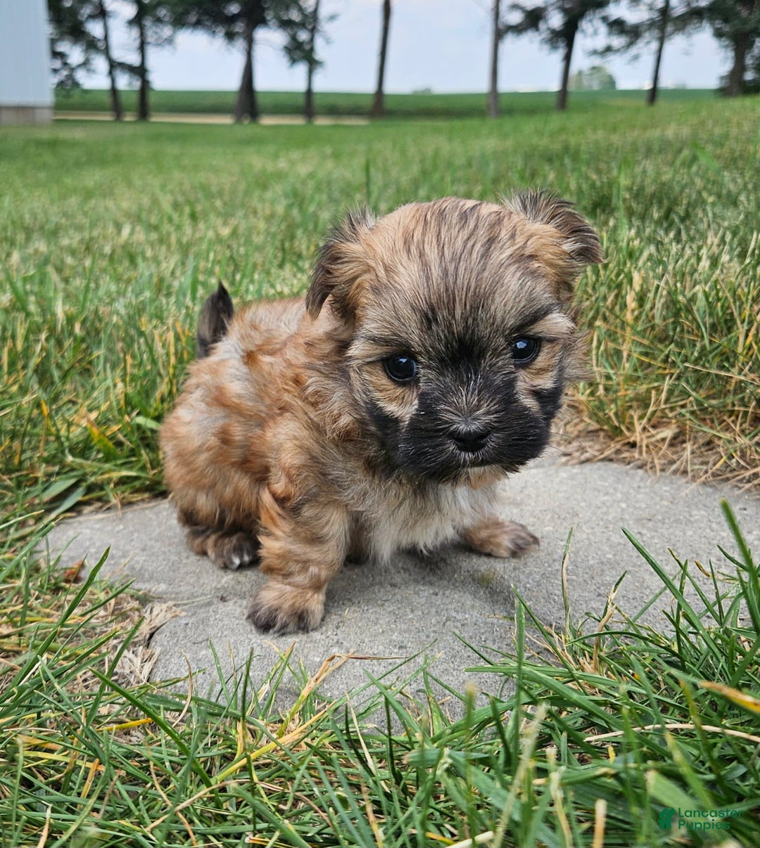 Morkie dogs for sale: Ollie - Image 2