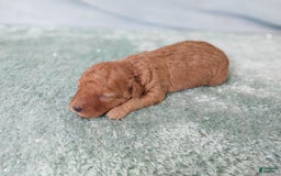 Toy Poodle dogs for sale: Kinley - Image 5