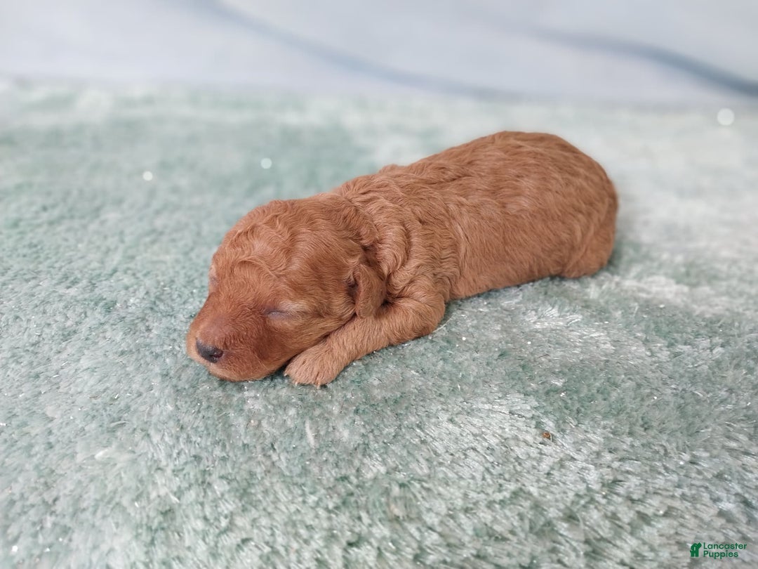 Toy Poodle dogs for sale: Kinley - Image 5