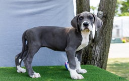Great Dane dogs for sale: Karen - Image 3