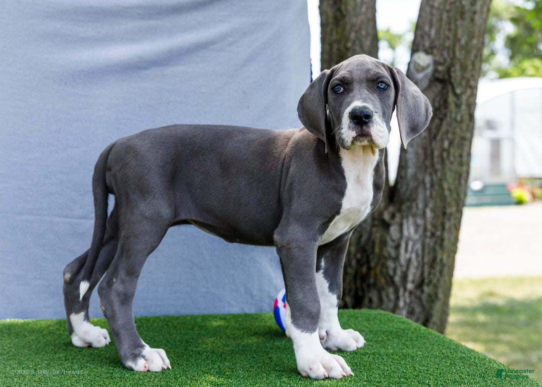 Great Dane dogs for sale: Karen - Image 3