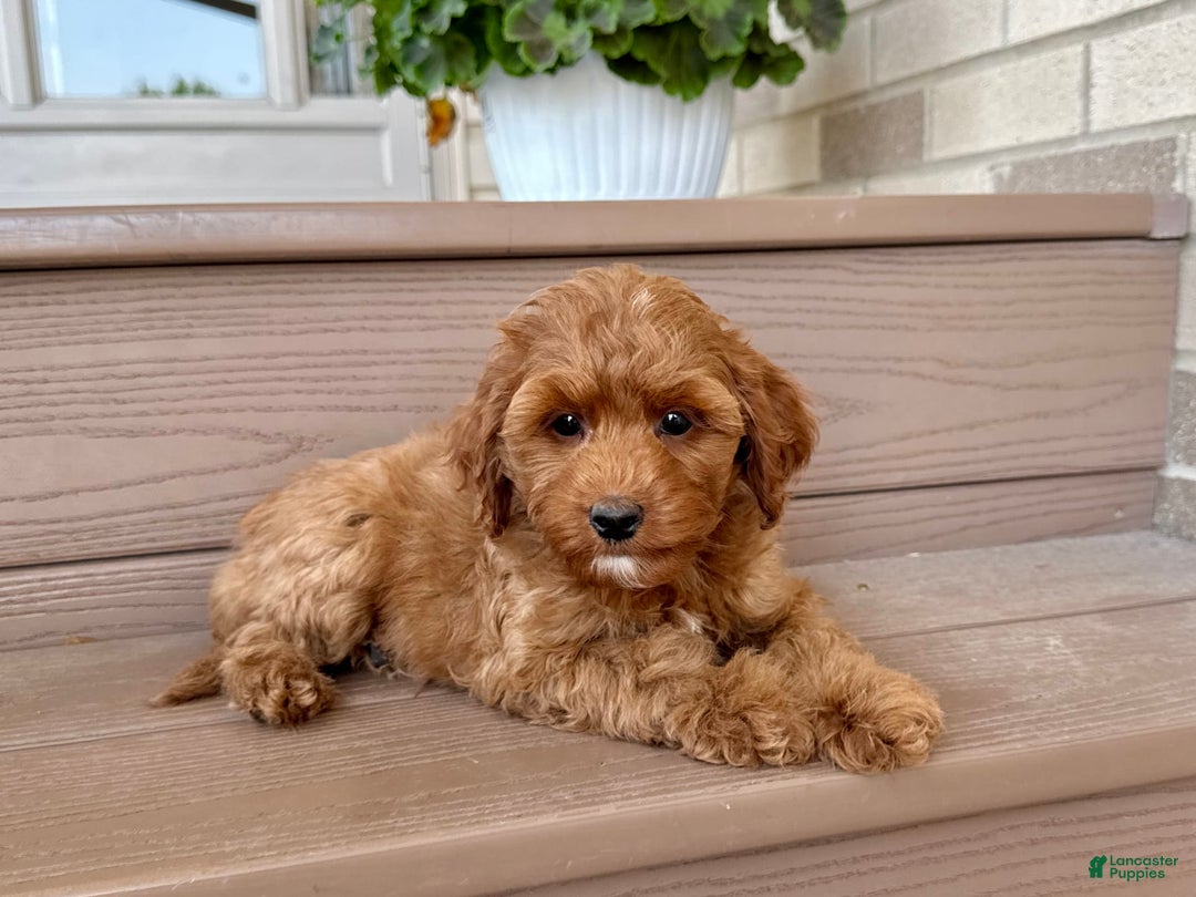 Cockapoo dogs for stud: Samantha - Image 5