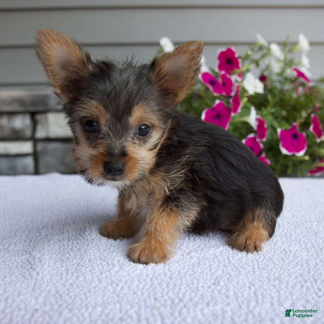 Yorkshire Terrier dogs for sale: Titus - Image 4