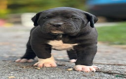 Presa Canario dogs for sale: White Boots - Image 5