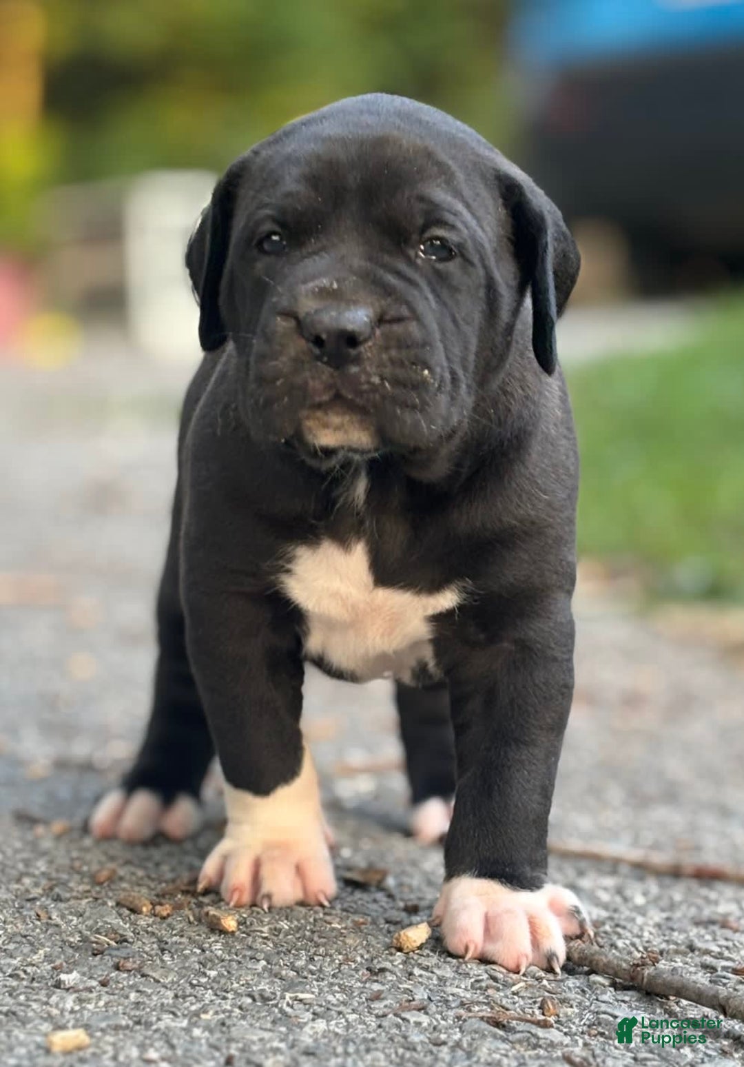 Presa Canario dogs for sale: White Boots - Image 5