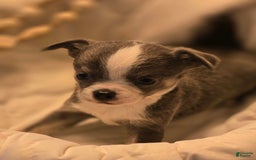 Chihuahua dogs for sale: Finn - Image 2