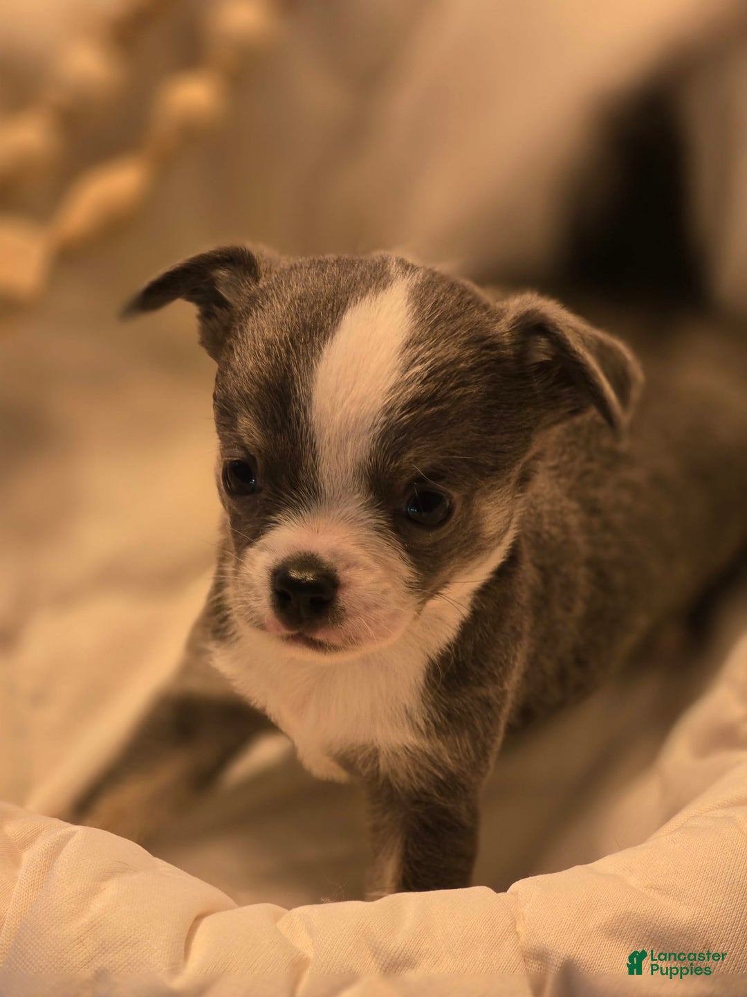 Chihuahua dogs for sale: Finn - Image 2