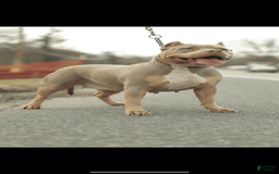 American Bully dogs for sale: Simba - Image 18