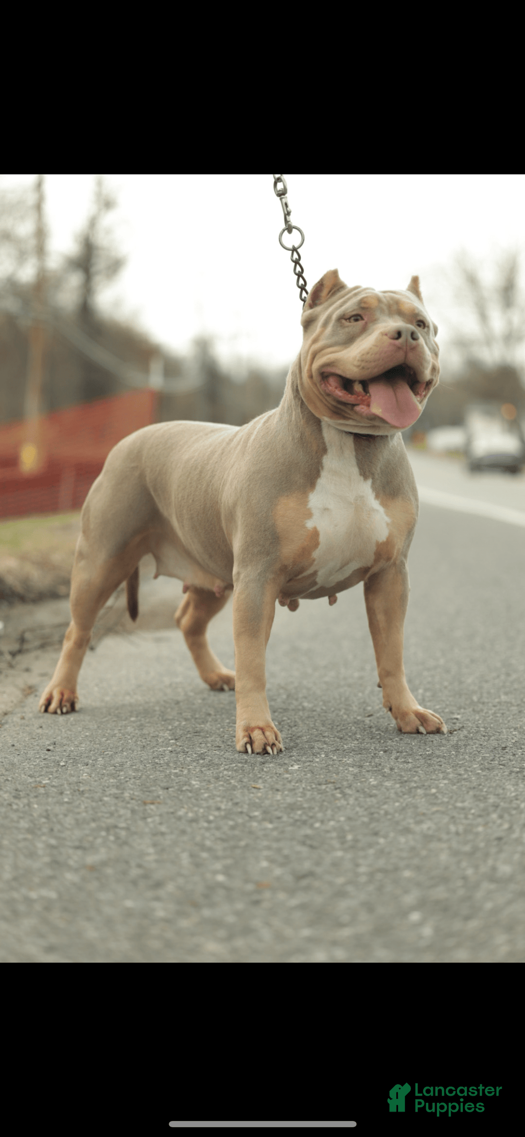 American Bully dogs for sale: Simba - Image 18