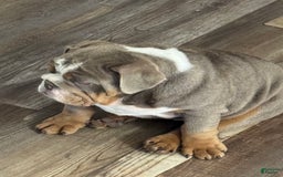 English Bulldog dogs for sale: Flo - Image 5