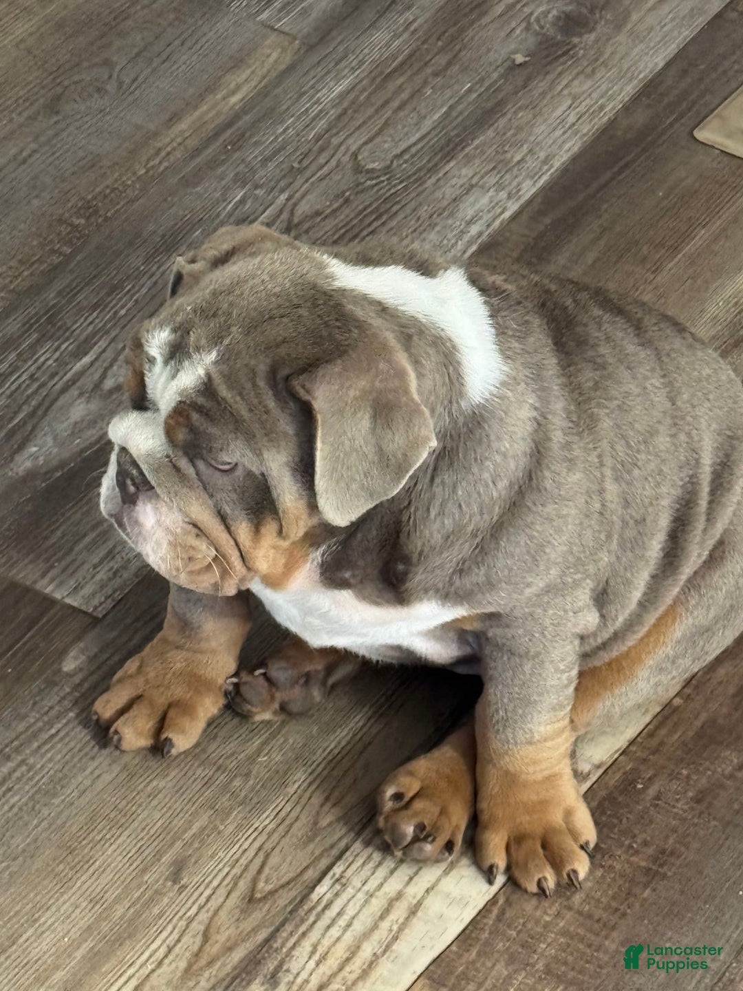 English Bulldog dogs for sale: Flo - Image 5
