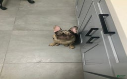 French Bulldog dogs for sale: Kane - Image 1