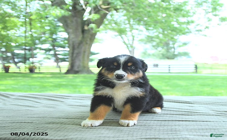 Australian Shepherd dogs for sale - Ad 5