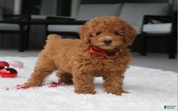 Miniature Poodle dogs for sale: Miniature Poodle 3 puppies - Image 3